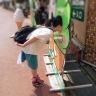 立て看板更新 金魚と紫陽花と朝顔 あなたの 伝えたい を叶える会社 東京のwebコンサルティング Gucio Co あなたの 伝えたい を叶える会社 東京のwebコンサルティング Gucio Co 立て看板更新 金魚と紫陽花と朝顔 あなたの 伝えたい を叶える会社 東京のwebコンサルティング Gucio Co あなたの 伝えたい を叶える会社 東京のwebコンサルティング Gucio Co